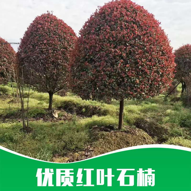 紅葉石楠圖片/紅葉石楠樣板圖 (4)