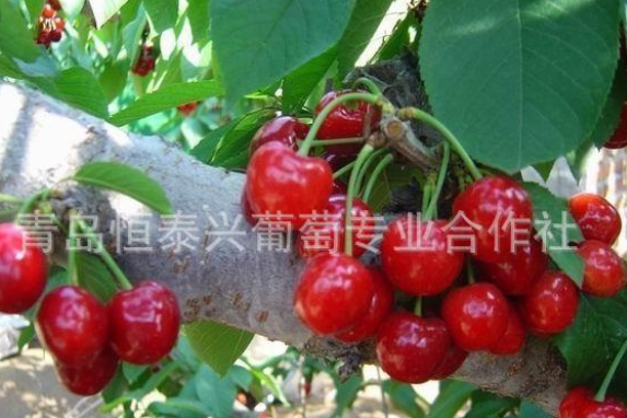 櫻桃苗圖片/櫻桃苗樣板圖 (3)