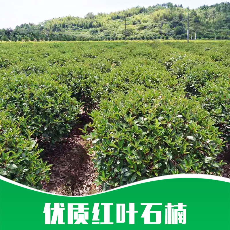 球形紅葉石楠苗圃產(chǎn)地批發(fā)價格-叢生紅葉石楠供應(yīng)商電話