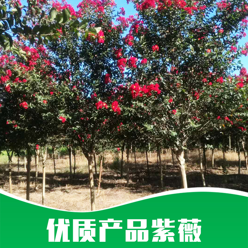 紫薇圖片/紫薇樣板圖 (1)