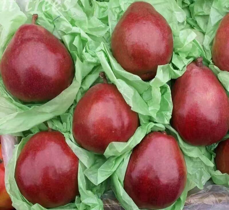 基地銷(xiāo)售營(yíng)養(yǎng)美味形狀可愛(ài)紅啤梨苗批發(fā)