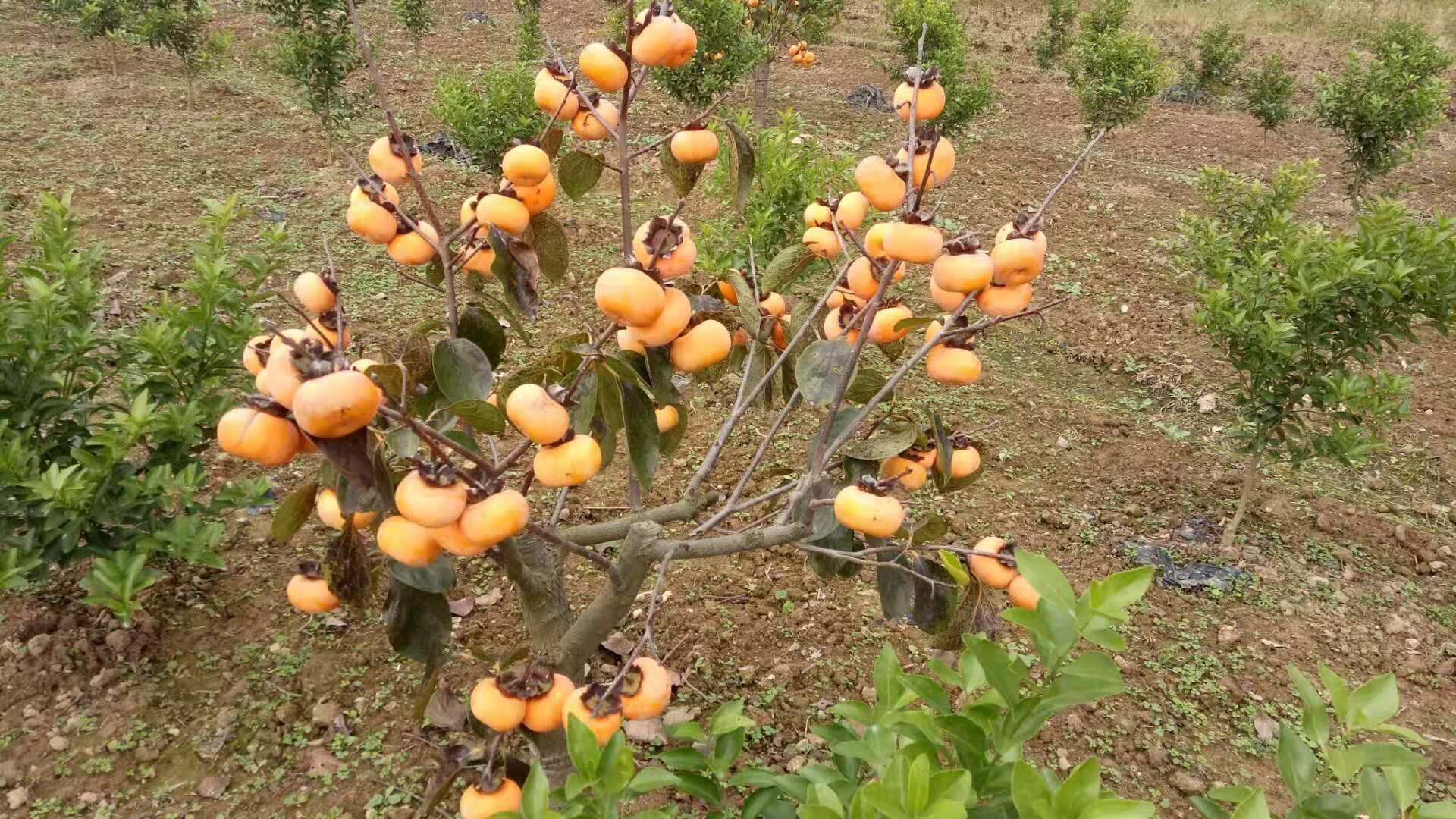 广西大秋甜柿苗基地广西桂林大秋甜柿苗基地-广西桂林大秋甜柿苗批发厂家 广西大秋甜柿苗基地