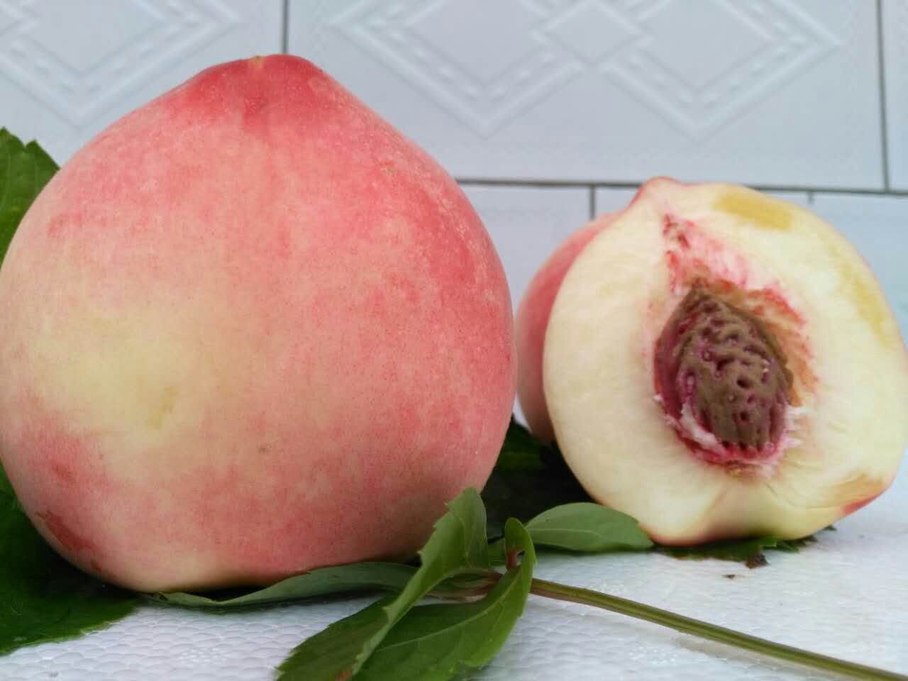 供應(yīng)營養(yǎng)價(jià)值高水蜜桃苗大量批發(fā)上市