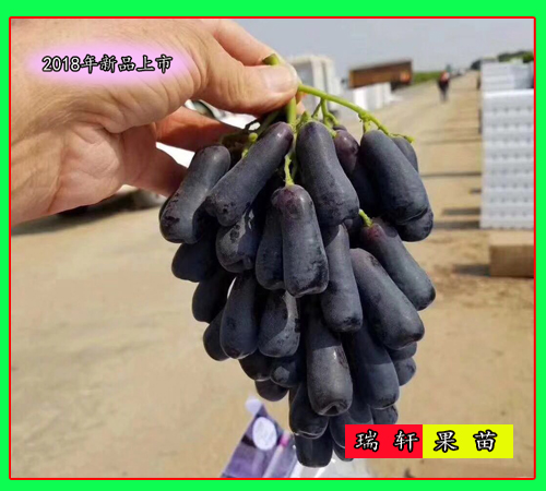 新嫁接 甜蜜藍寶石葡萄樹苗 2018出圃上市了！