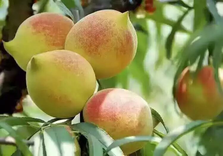 鷹嘴蜜桃圖片/鷹嘴蜜桃樣板圖 (4)