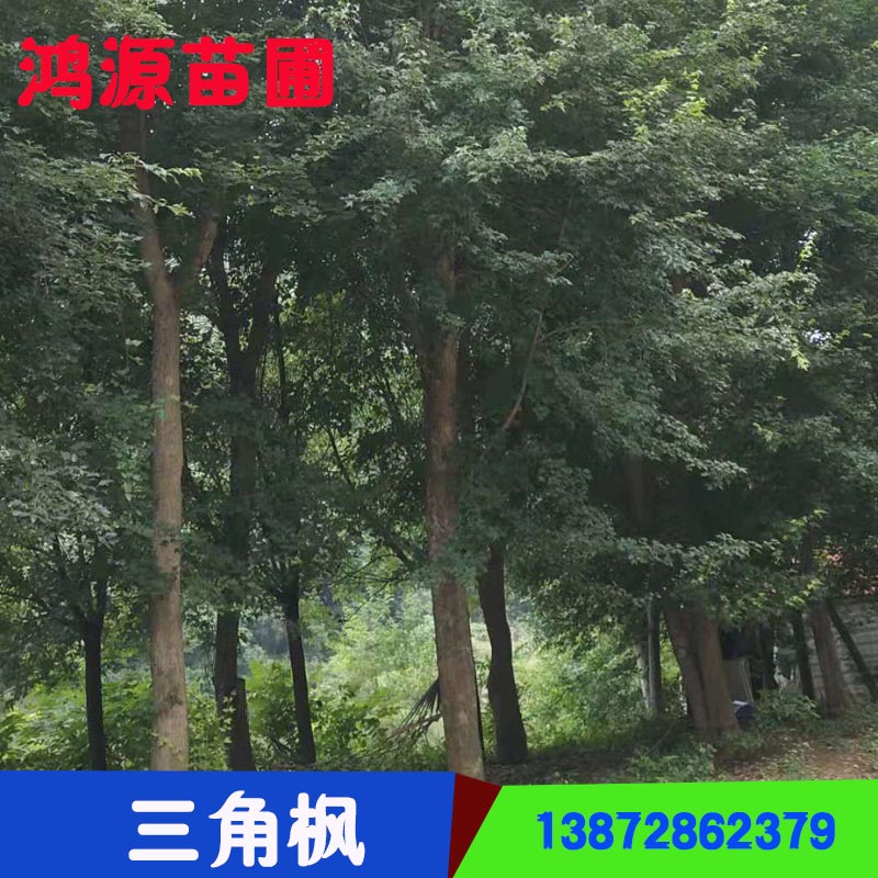 湖北三角楓樹(shù)木圖片/湖北三角楓樹(shù)木樣板圖 (3)