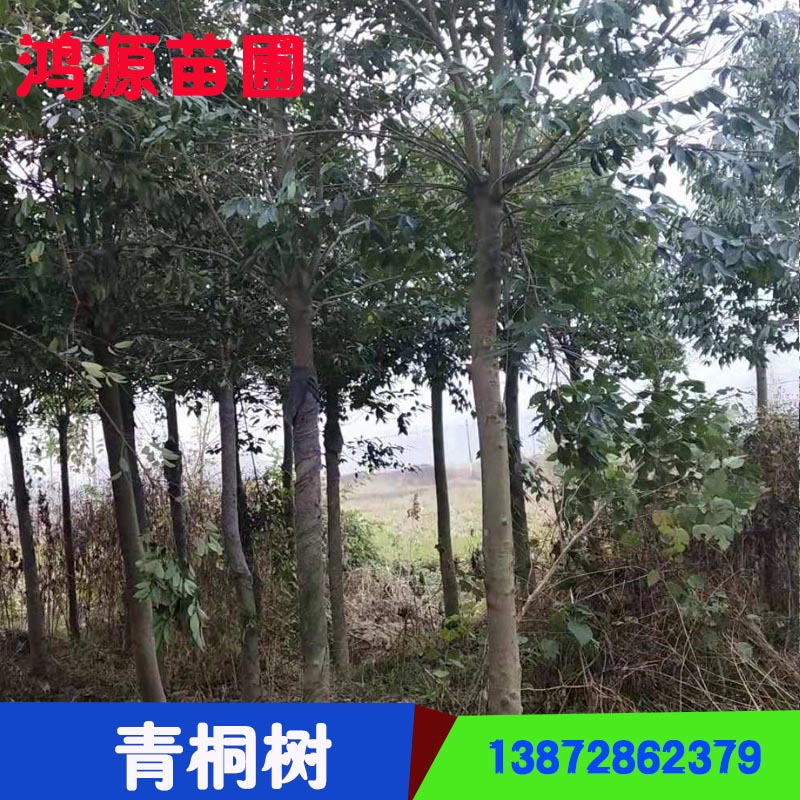 湖北青桐樹圖片/湖北青桐樹樣板圖 (2)