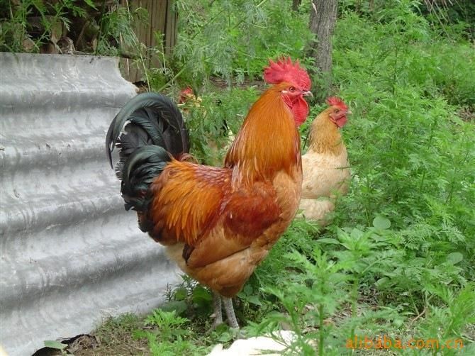 貴州土雞苗圖片/貴州土雞苗樣板圖 (4)