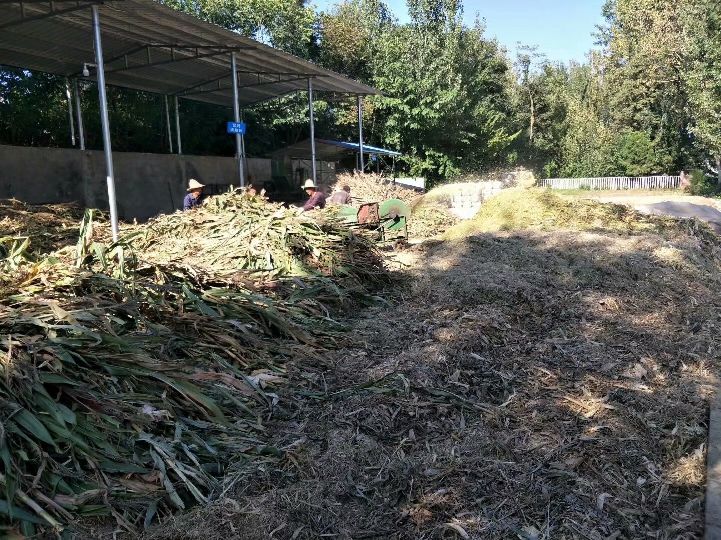 粗飼料圖片/粗飼料樣板圖 (4)