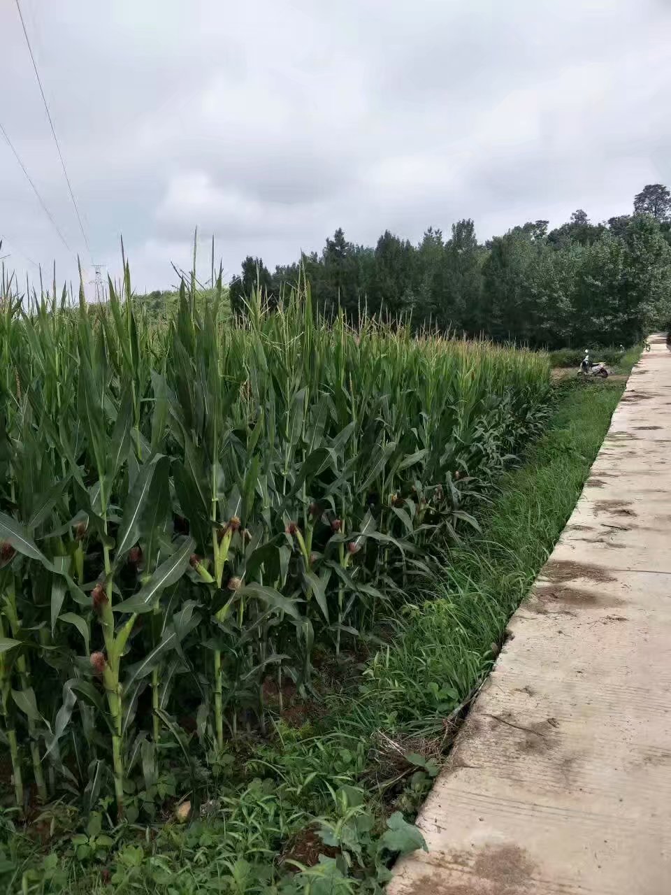 陜西安康旬陽(yáng)玉米秸稈青儲(chǔ)飼料圖片