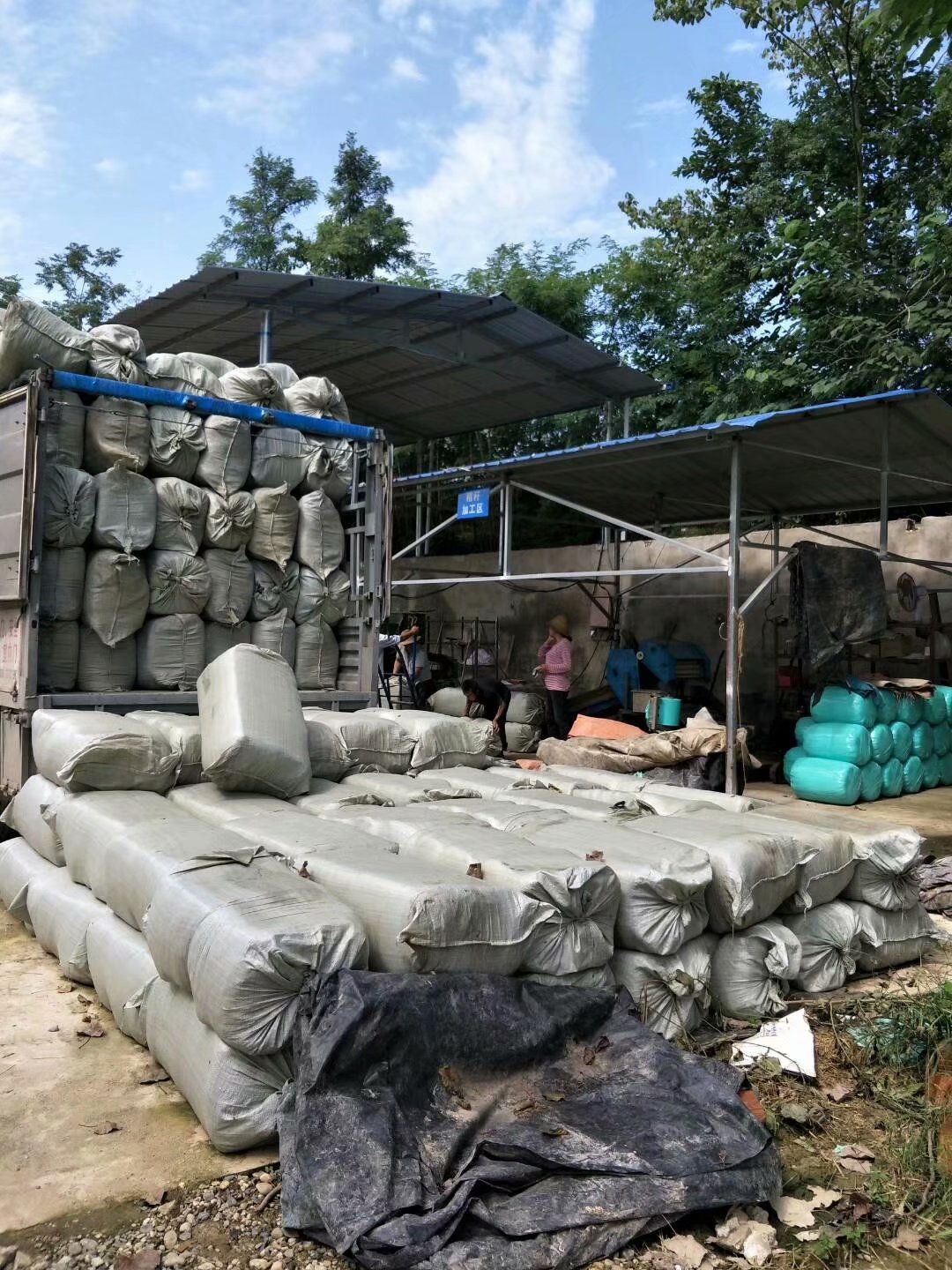 玉米秸稈圖片/玉米秸稈樣板圖 (3)