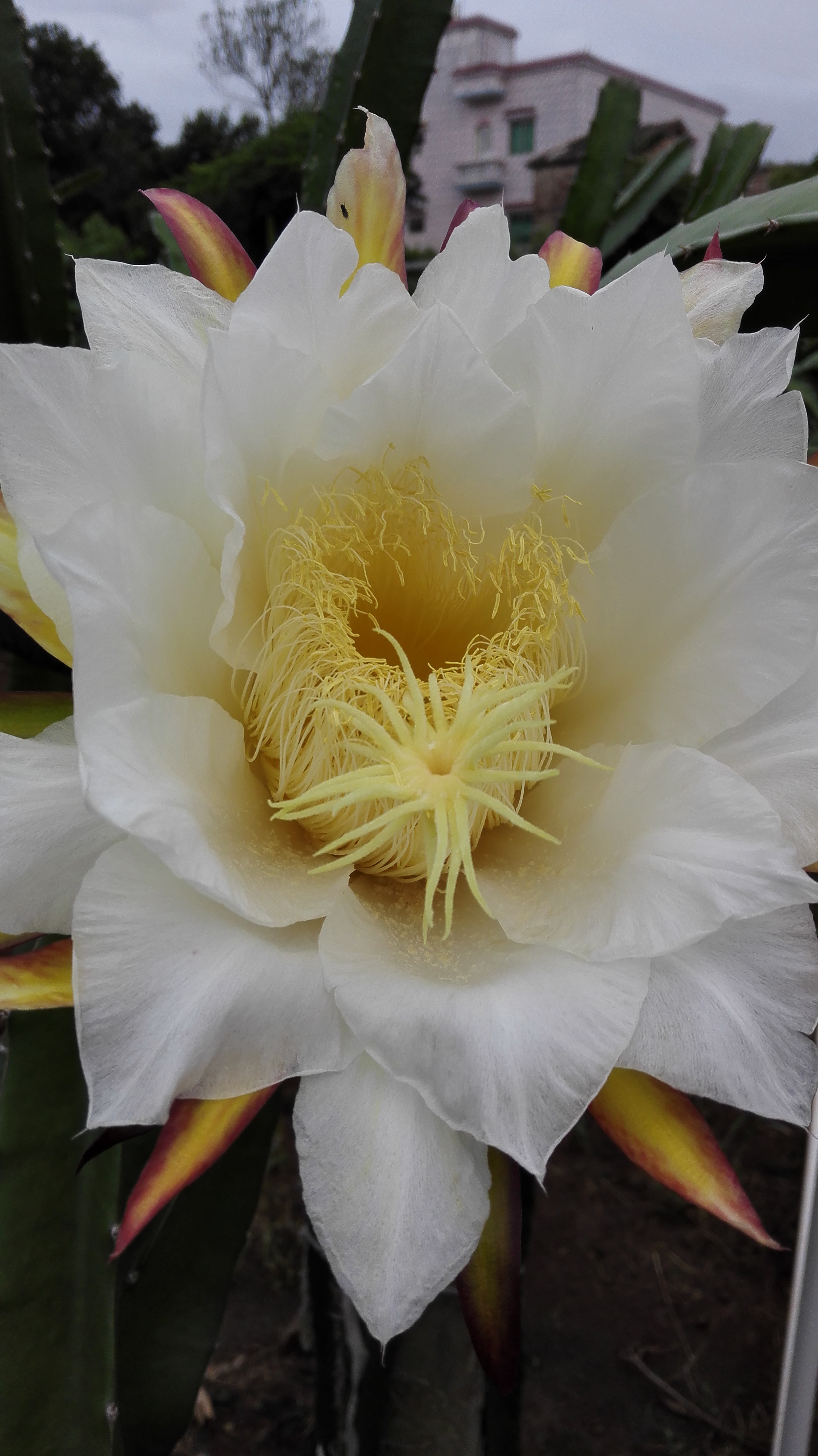 汕頭火龍果苗圖片