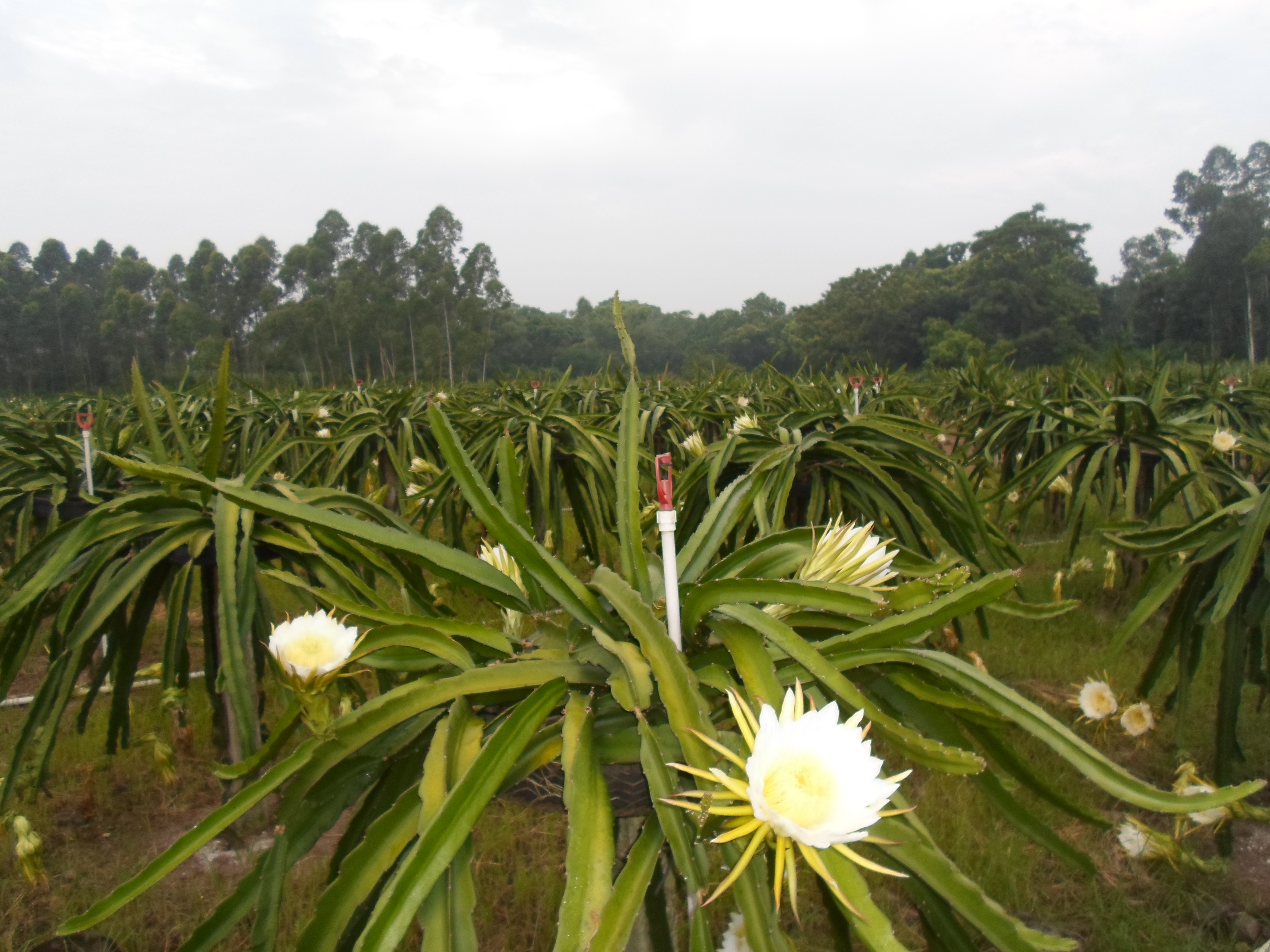 河南火龍果苗圖片/河南火龍果苗樣板圖 (1)