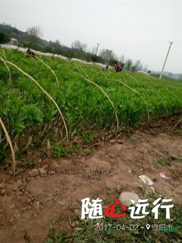 橙苗圖片/橙苗樣板圖 (3)