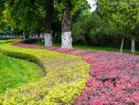 綠化園林圖片/綠化園林樣板圖 (3)