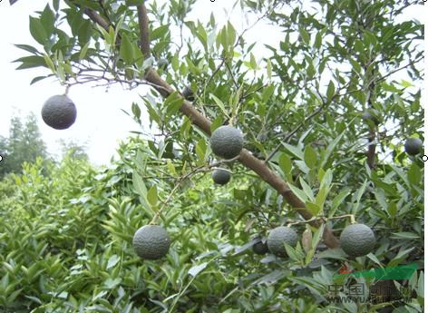 小葉香橙種子圖片/小葉香橙種子樣板圖 (3)