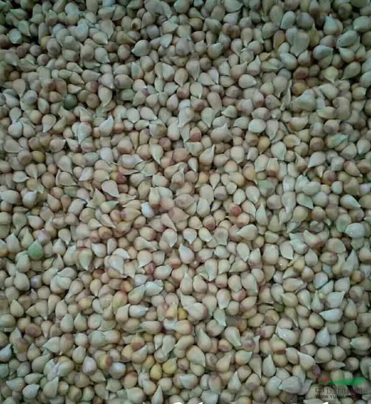 小葉香橙種子圖片/小葉香橙種子樣板圖 (2)