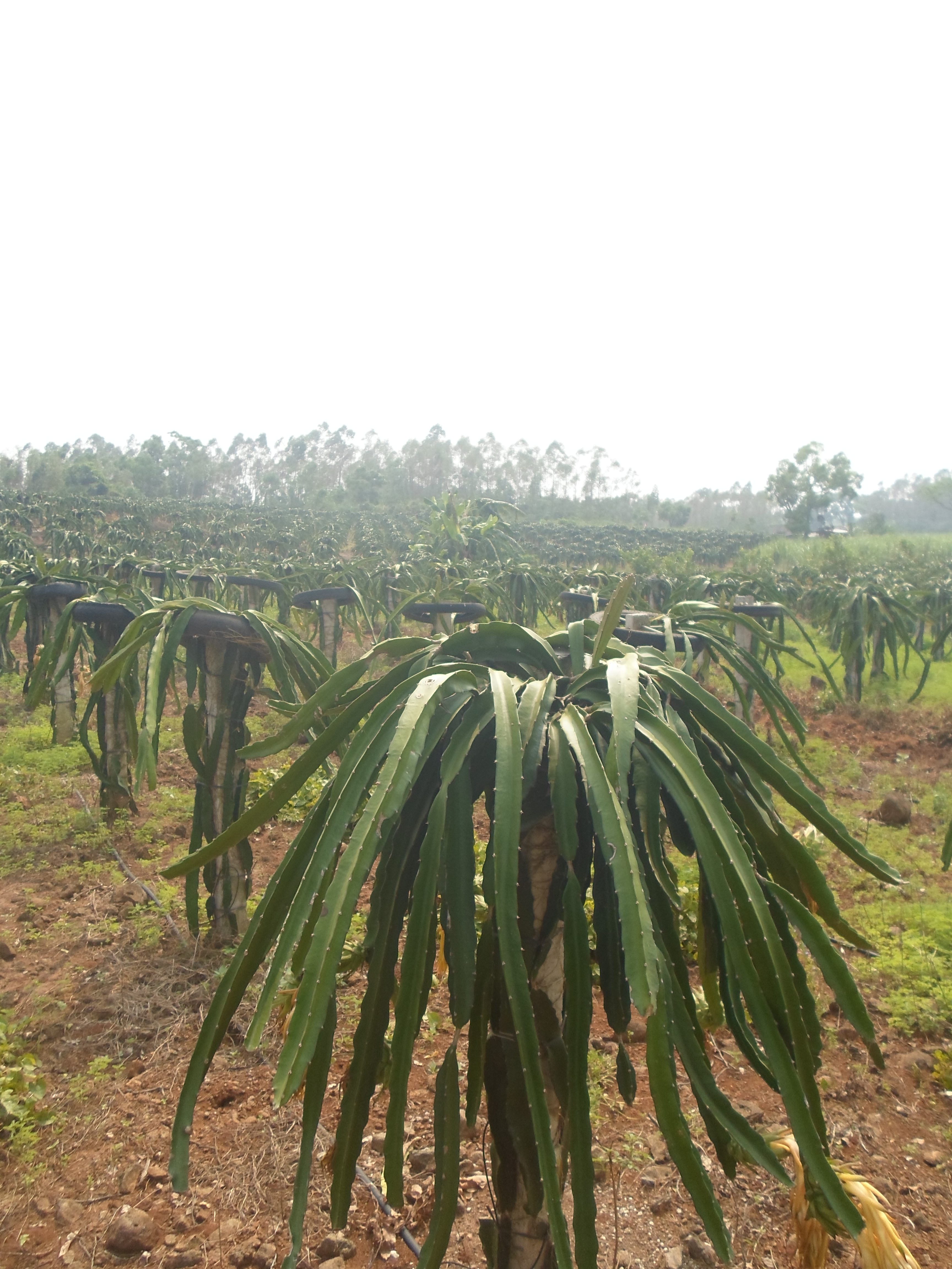 火龍果苗種植圖片/火龍果苗種植樣板圖 (3)