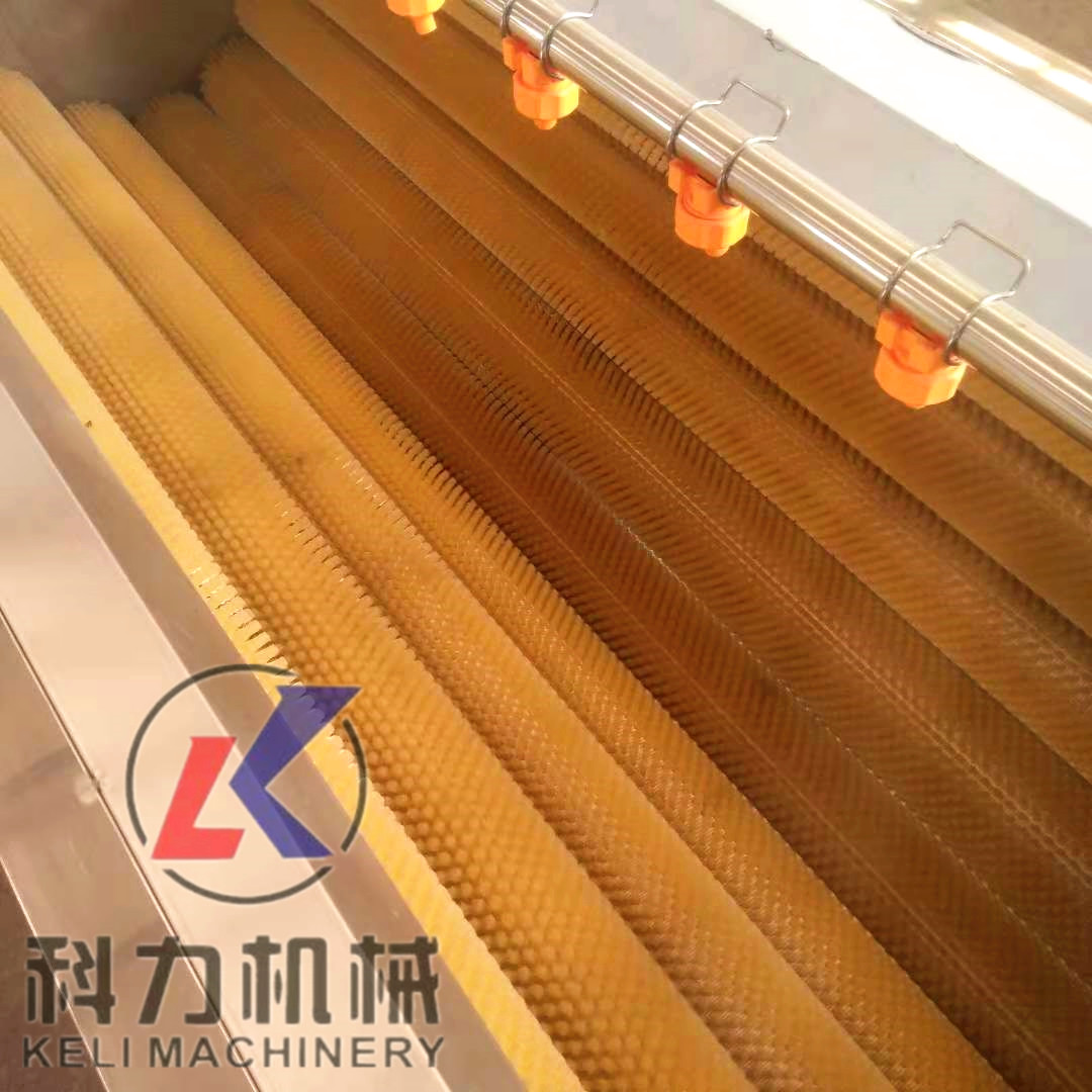 毛輥去皮機根莖類果蔬藥材清洗機圖片/毛輥去皮機根莖類果蔬藥材清洗機樣板圖 (4)
