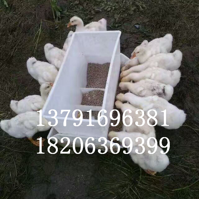 雞鴨鵝圖片/雞鴨鵝樣板圖 (2)