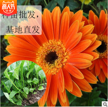非洲菊?qǐng)D片/非洲菊樣板圖 (1)