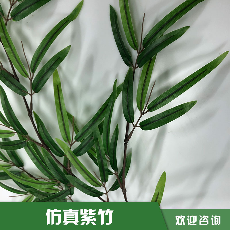 紫竹圖片/紫竹樣板圖 (2)