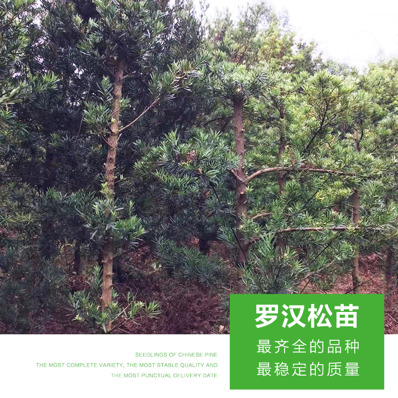 羅漢松苗圖片/羅漢松苗樣板圖 (3)