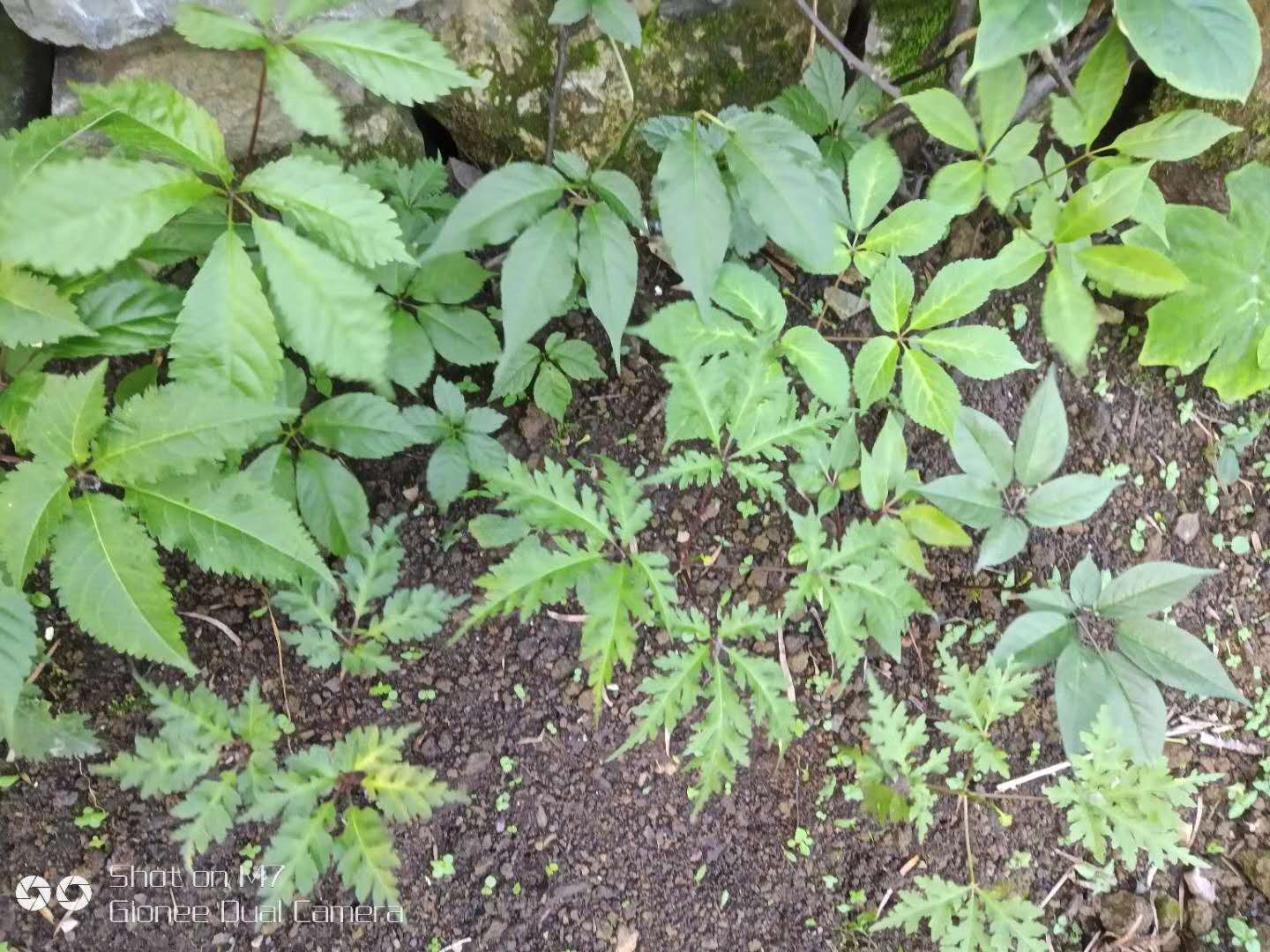 黃精圖片/黃精樣板圖 (3)