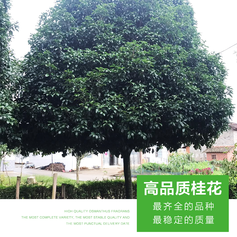 桂花圖片/桂花樣板圖 (2)