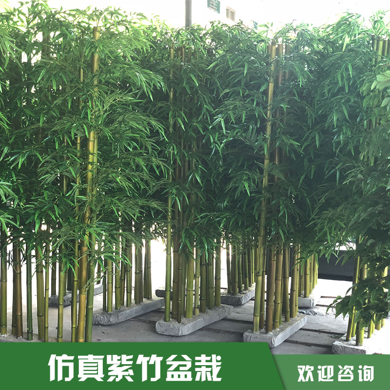 竹子盆景圖片/竹子盆景樣板圖 (1)