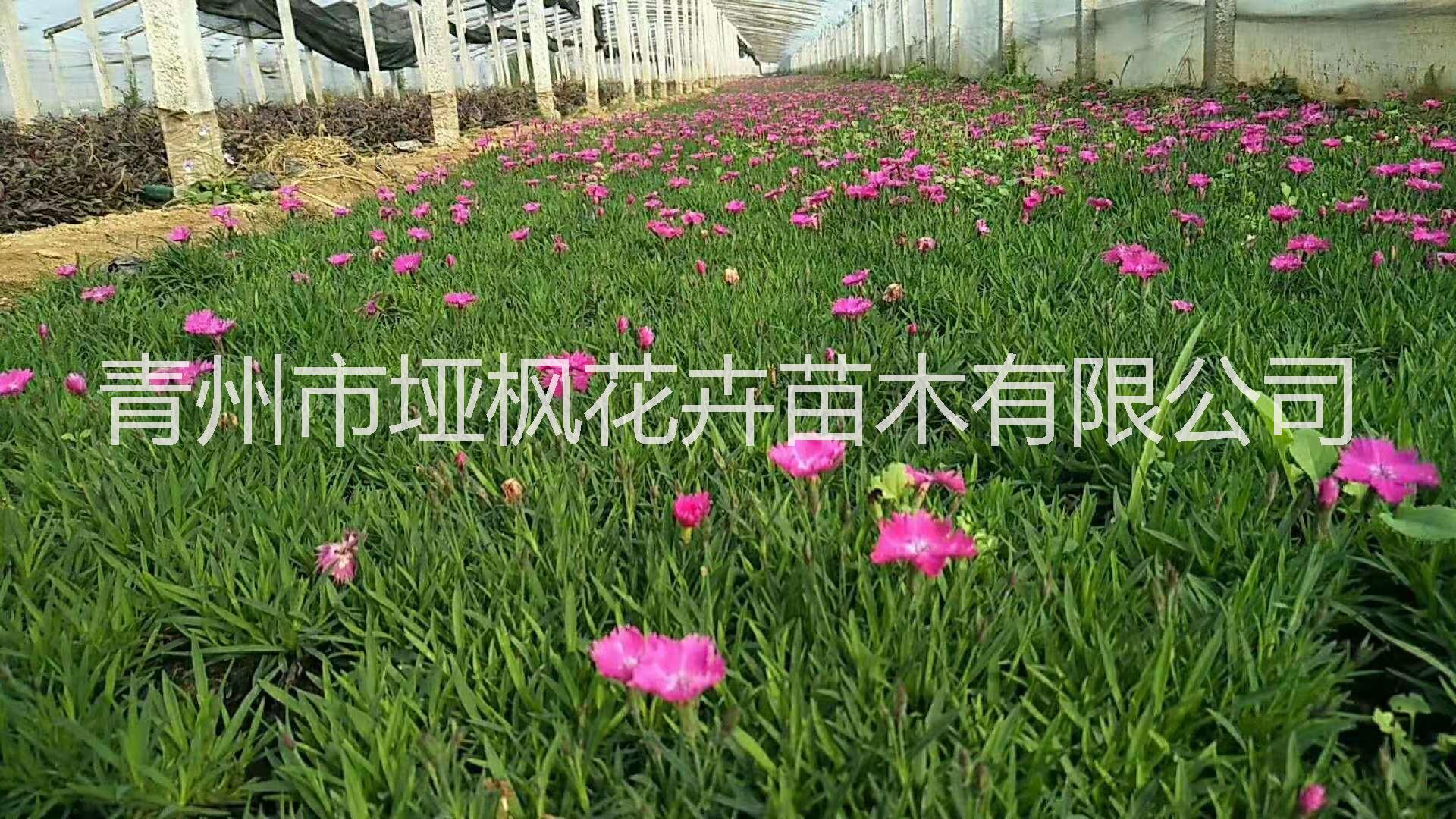 歐石竹新品上市花海苗價格生產(chǎn)廠家批發(fā)價格