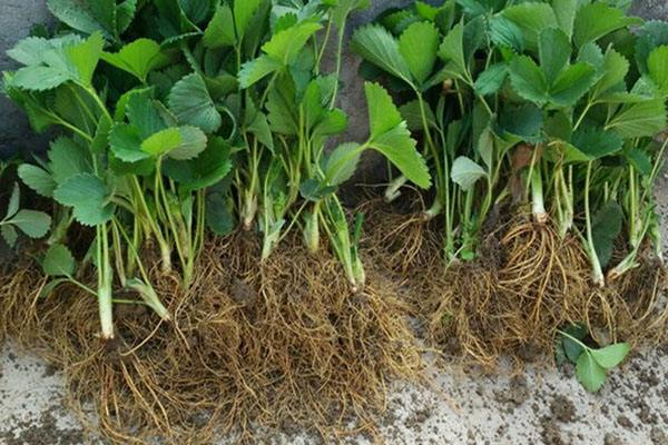 草莓苗圖片/草莓苗樣板圖 (3)