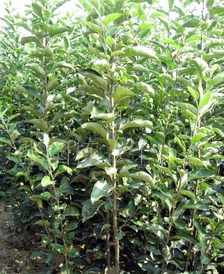 蘋果苗圖片/蘋果苗樣板圖 (2)