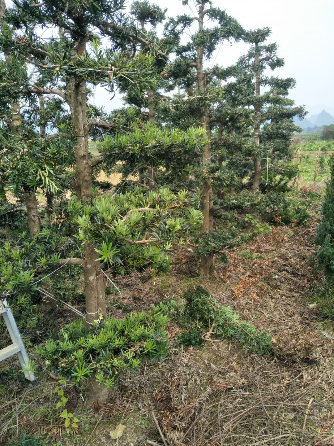 羅 漢松圖片/羅 漢松樣板圖 (2)