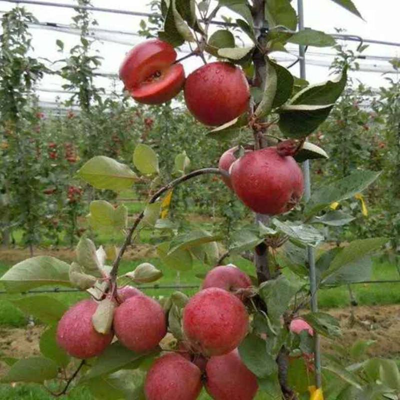 紅肉蘋果苗圖片/紅肉蘋果苗樣板圖 (4)