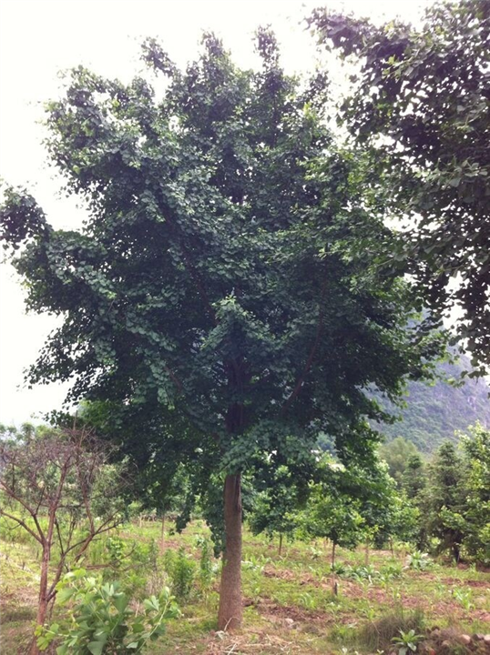 广西银杏树供应商/广西银杏树批发价格/广西银杏树种植基地/银杏树