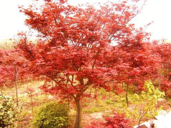 紅楓圖片/紅楓樣板圖 (2)