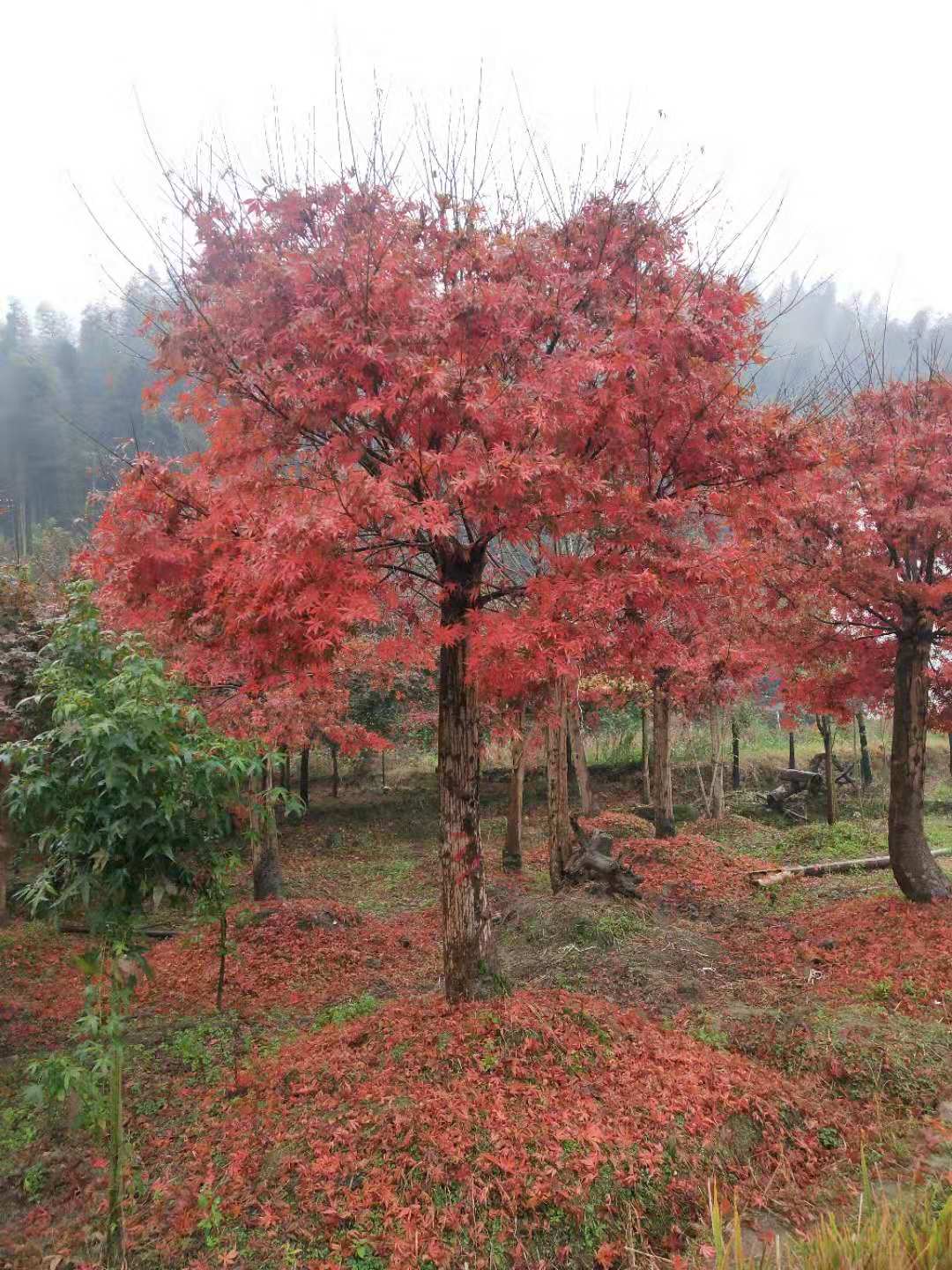 全州县程元苗圃