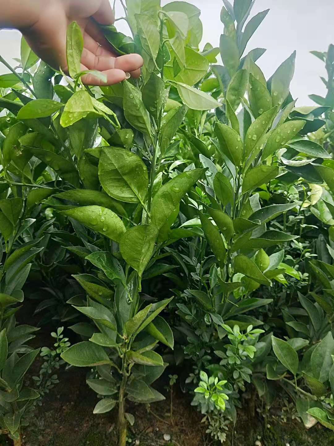 秀山紐荷爾臍橙果苗圖片