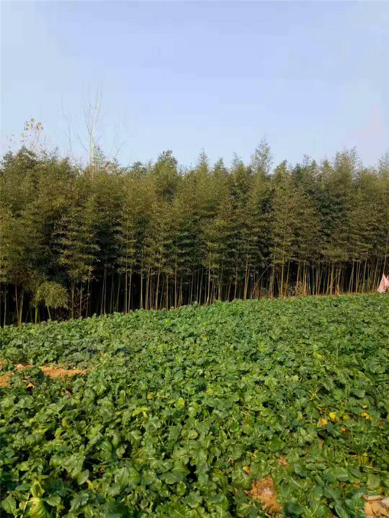 南竹圖片/南竹樣板圖 (4)