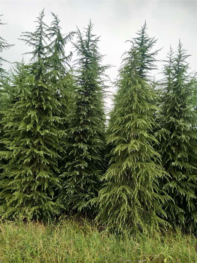 河南雪松批發(fā)報價圖片