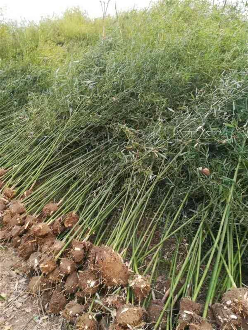 南竹圖片/南竹樣板圖 (2)