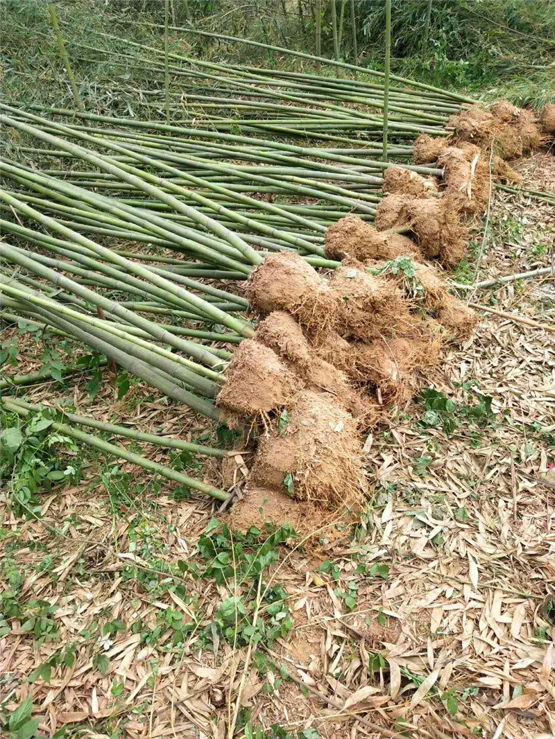 河南駐馬店圖片/河南駐馬店樣板圖 (4)