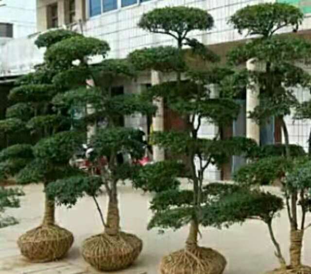 小葉女貞景觀造 小葉女貞景觀造型樹