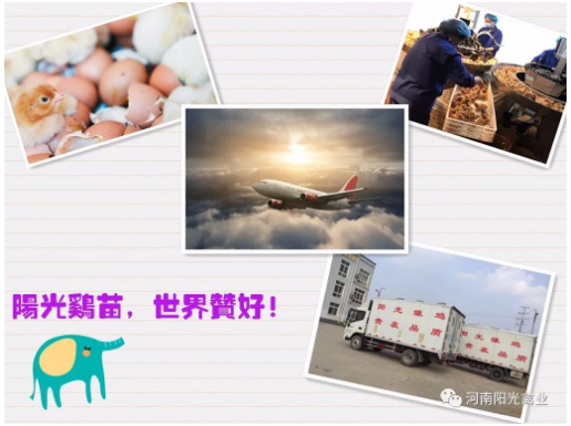 雛雞青年雞圖片/雛雞青年雞樣板圖 (1)