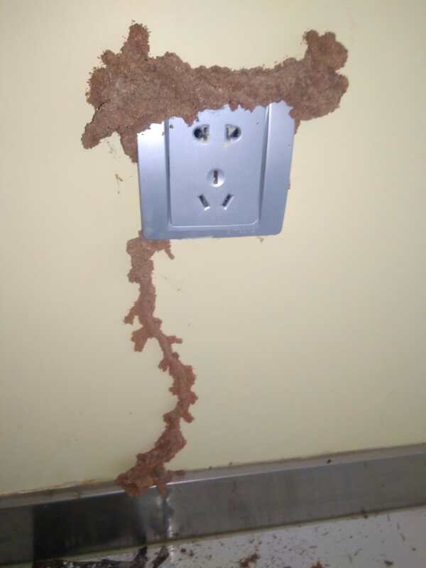 滅白蟻公司圖片/滅白蟻公司樣板圖 (4)