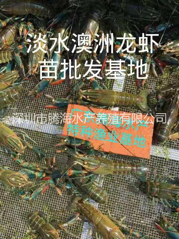 澳洲龙虾苗|淡水澳洲龙虾苗批发基地  15219091971图片