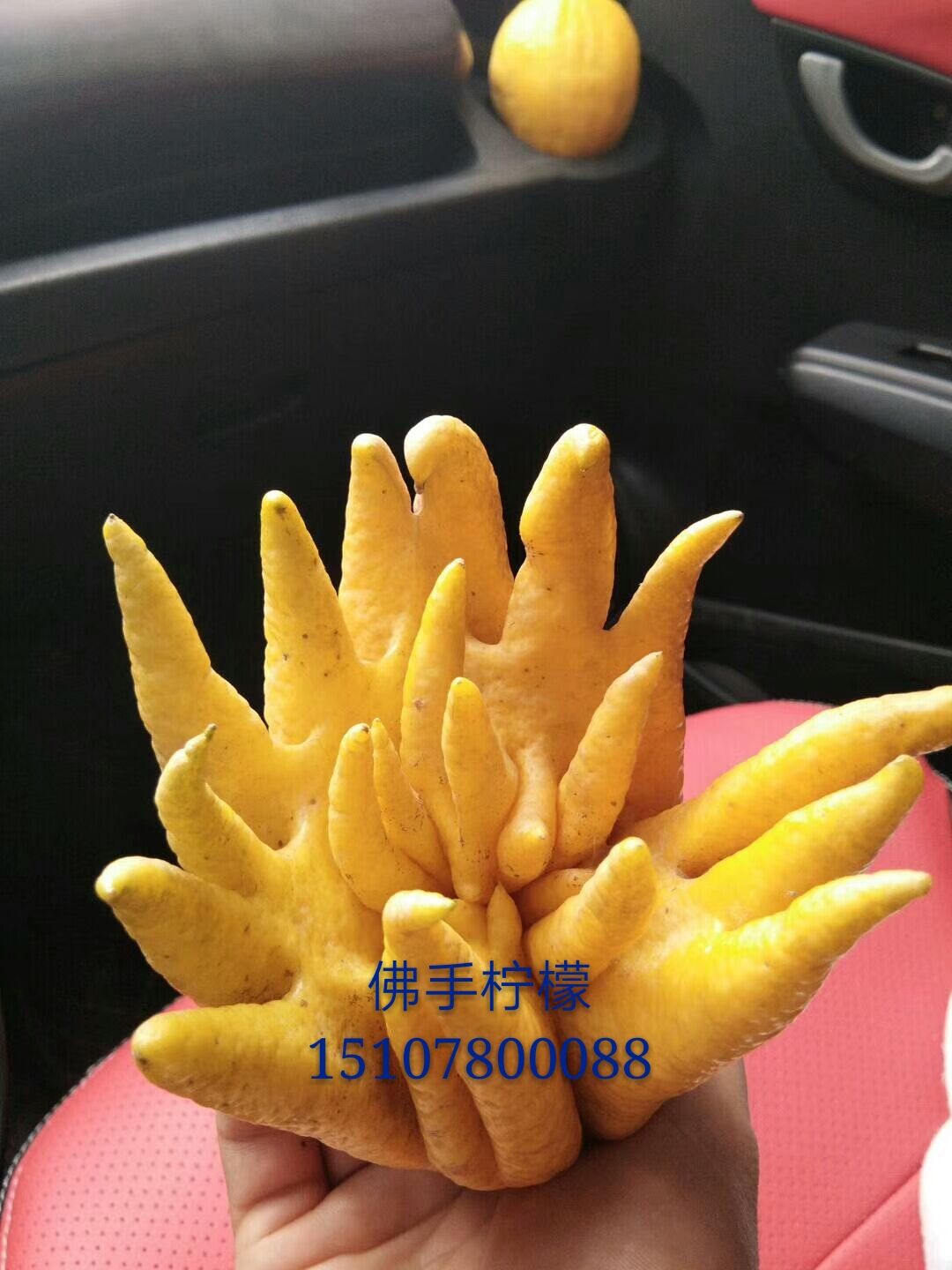 檸檬苗圖片/檸檬苗樣板圖 (1)