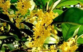 桂花樹苗圖片/桂花樹苗樣板圖 (2)
