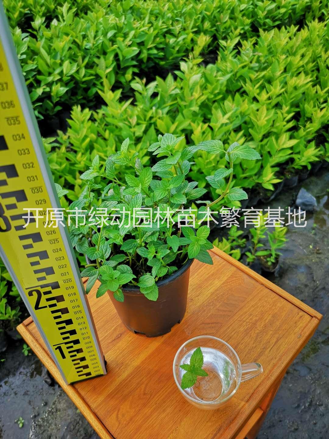 薄荷盆栽可食用驱蚊净化空气柠檬香薄荷四季种植盆栽植物图片